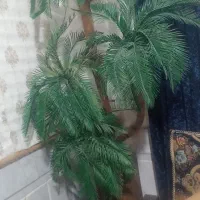 درختچه بزرگ