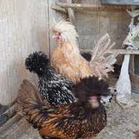 مرغ و خروس|حیوانات مزرعه|بروجرد, |دیوار