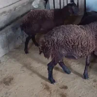 بره پرواری چاق درجه یک وزن حدود 45الی50|حیوانات مزرعه|اشتهارد, |دیوار