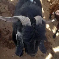 نر بز (بزغاله) یور مناسب نژادگیری|حیوانات مزرعه|دینور, |دیوار