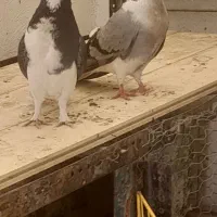 کبوتر پرشی|پرنده|نجفآباد, شیخ آباد|دیوار