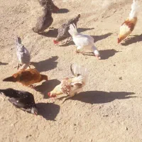 مرغ گلین اصل با خروس|حیوانات مزرعه|دشت ذهاب, |دیوار