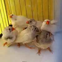 فنچ زبرا ۱۲۰ تومن|پرنده|تهران, فردوس|دیوار