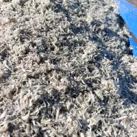 تفاله چغندر قند  خشک و عالی