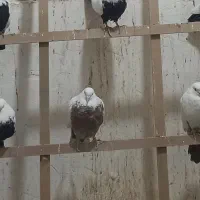 کبوتر گم شده