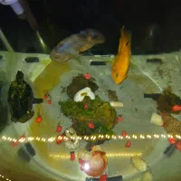 آکواریوم با دوعدد ماهی پرت