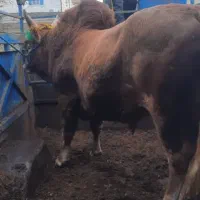 گوساله چاق و گوسفند.گاو قربانی