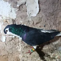 چند تاکبوتر|پرنده|نیشابور, فضل|دیوار