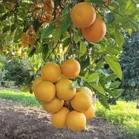 فروش-زمین-کشاورزی
