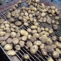 سیب زمینی بذری جیلی