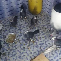 فروش کبوتر 9عدد کبوتر