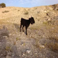 کهری‌نرخوب‌سالم