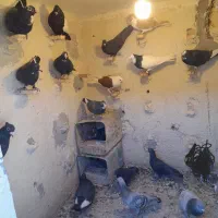 کبوتر