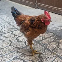 مرغ و خروس رسمی