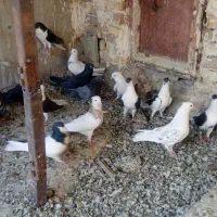 پرنده.کفتر|پرنده|فولادشهر, فولادشهر|دیوار