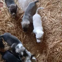 ۷تا توله قدر جونی با مادر|سگ|رزن, |دیوار