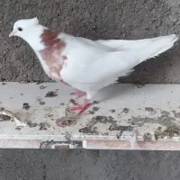 طوقی|پرنده|مسجد سلیمان, |دیوار