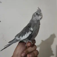 جوجه عروس هلندی وایت فیس