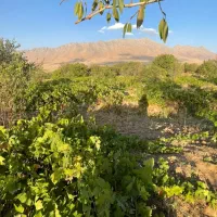 فروش زمین ۳۰۰ متری|فروش زمین و ملک کلنگی|شازند, |دیوار