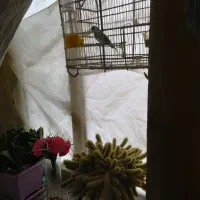 سهره|پرنده|همدان, |دیوار