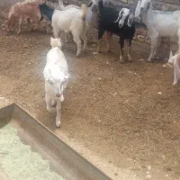 شش راس کهره ماده یک راس کهره نر