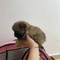 پامر خرسی نر|سگ|رشت, حومه رشت|دیوار