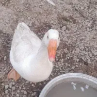 غاز ۴ عدد|حیوانات مزرعه|شوشتر, |دیوار