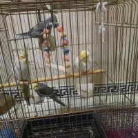 عروس هلندی مولد|پرنده|کوهدشت, |دیوار