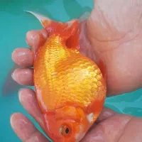 ماهی گلدفیش مولد درشت زیبا و کوی
