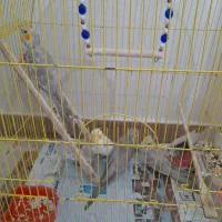 سلام جوجه عروس هلندیبرای فروش