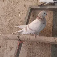 کبوتر اصیل|پرنده|خنداب, |دیوار
