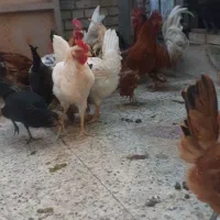 بچ خروس و۳تا خروس بزرگ