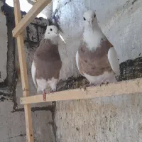 کبوتر