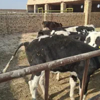 گوساله نر صنعتی|حیوانات مزرعه|جعفرآباد, |دیوار