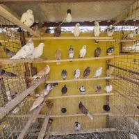 تعداد ۳۰ عدد جوجه کبوتر خارجی،یکجایی دونه ۶۰۰