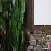 گل سانسوریا قد امتر و10 سانت