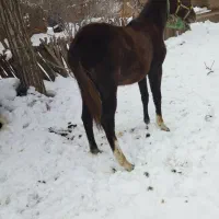 اسب ترکمن|اسب و تجهیزات اسبسواری|خوی, |دیوار