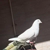 بمبویی|پرنده|امیدیه, |دیوار