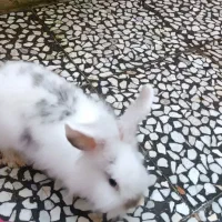 خرگوش نژاد جرسی|موش و خرگوش|رشت, حمیدیان|دیوار