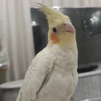 عروس هلندی نر بسیار باهوش و اجتماعی