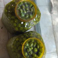 زیتون شکست وکنسروی روغن زیتون اصل