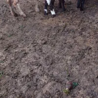 گوسفند دوقلوزا بره وره مار|حیوانات مزرعه|قائم‌شهر, |دیوار