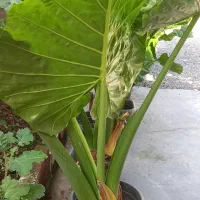 فروش گل باباآدم تنه سبز جاینت خارجی وگل کاغذی