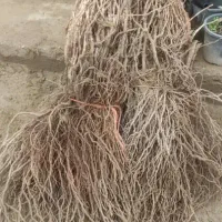 پیش فروش نهال ریشه لخت و گلدانی آغاز شد