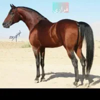 اسب|اسب و تجهیزات اسب‌سواری|اهواز, زردشت|دیوار