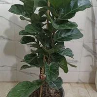 گل و گیاه آپارتمانی