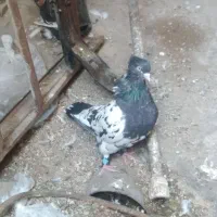 کله ای|پرنده|اهواز, زرگان|دیوار