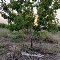 زمین ۵۰۰ متری در هشتگرد/تنکمان با آب کشاورزی