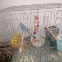 عروس هلندی|پرنده|سرپل ذهاب, |دیوار