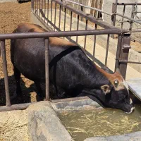 گوساله نر سبک
